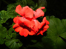 DSCN9146