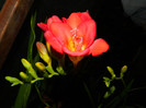 DSCN9154