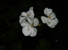 DSCN9187