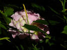 DSCN9205