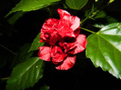 DSCN9223