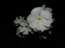 DSCN9225