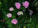 DSCN9246