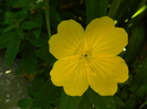 DSCN9263