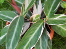 Calathea Triostar (2012, June 27)