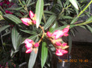 DSCN1529