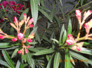 DSCN1530