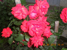 DSCN1531