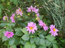 Light Purple dahlia (2012, June 27)