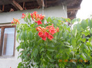 DSCN1533