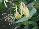 Lonicera japonica (2012, June 29)