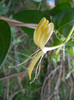 Lonicera japonica (2012, June 29)