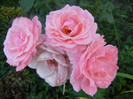 Rose Pleasure (2012, June 22)