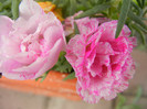 Portulaca grandiflora (2012, June 27)