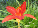 Hemerocallis Red (2012, June 29)