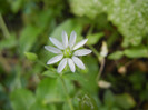 Common Chickweed (2012, June 27)