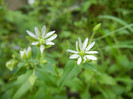 Common Chickweed (2012, June 27)