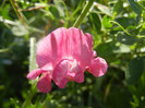 Everlasting Pea (2012, June 29)