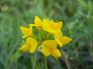 Birds Foot Trefoil (2012, June 26)