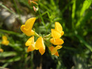 Birds Foot Trefoil (2012, June 29)