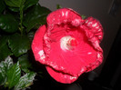 Hibiscus Rebel's Rouser
