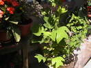 Arbore de lalea (Liriodendron tulipifera)