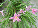 DSCN2987