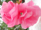 DSCN2988
