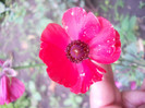 DSCN3003