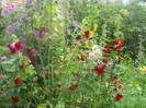 DSCN3007