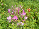 DSCN3015