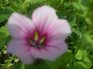 DSCN3018