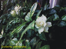 Gardenia Jasminoides