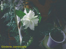 Gardenia Jasminoides