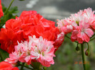 DSCN0678