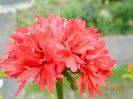 Pelargonium chine