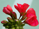 DSCN0741