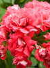 Trandafiras _Pink Rambler