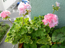 Pelargonium Morval-De colectie