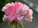 DSCN0728