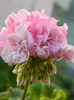 DSCN0754