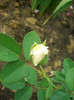sombreuil