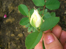 CIMG6091
