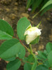 CIMG6092