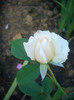 CIMG6109