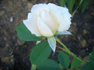 CIMG6110