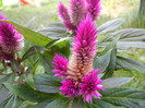 Celosia Caracas (2012, June 30)