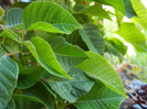 Euphorbia pulcherrima (2012, June 13)