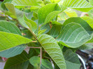 Euphorbia pulcherrima (2012, June 13)