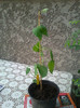 wattakaka sinensis